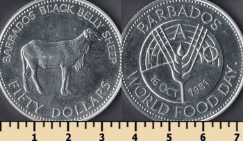  50  1981